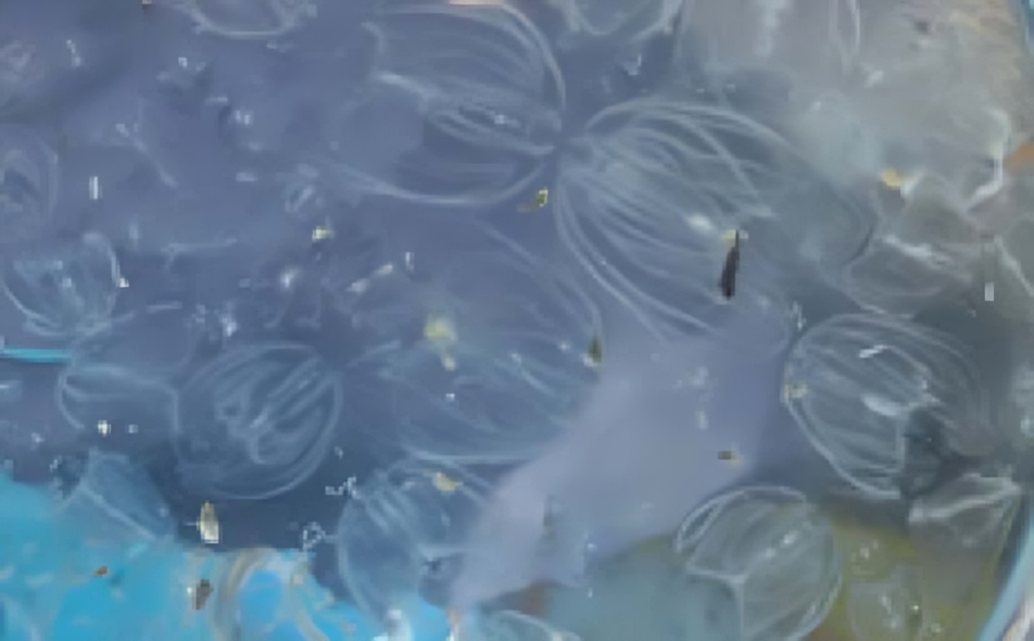Marine biology research