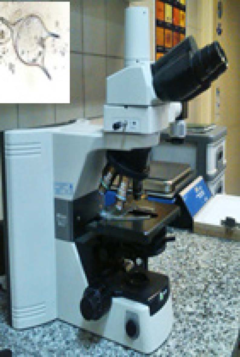 Inverted Microscope