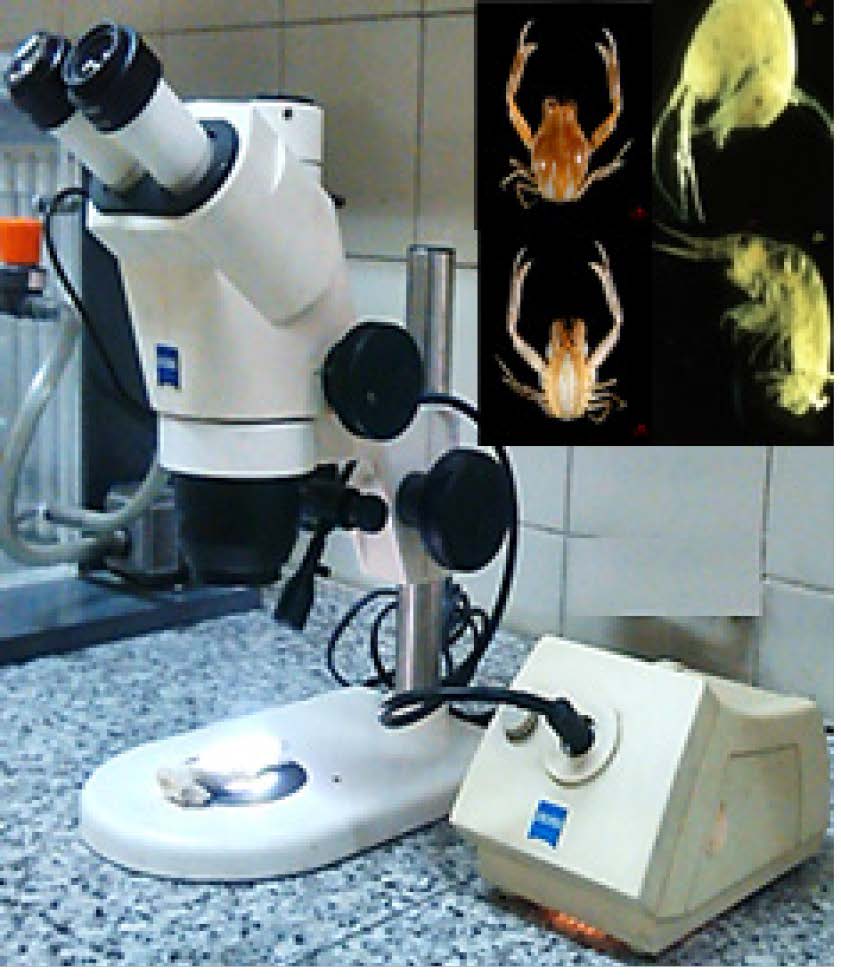 Stereomicroscope